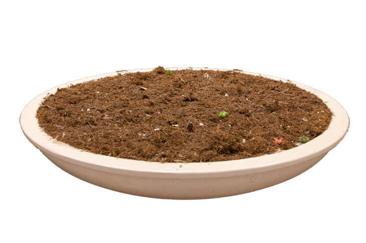 Flat Bottom Bowl Shape Planter